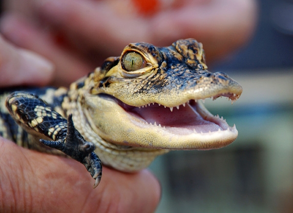 baby-alligator.jpg