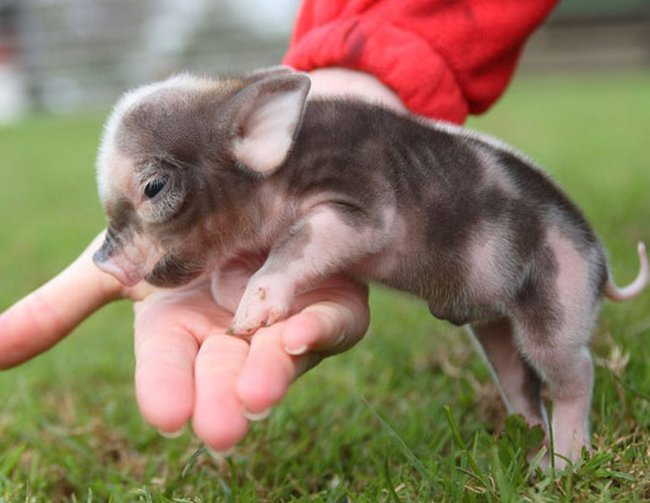 seven photos of piglets matched with irrelevant oscar wilde quotes