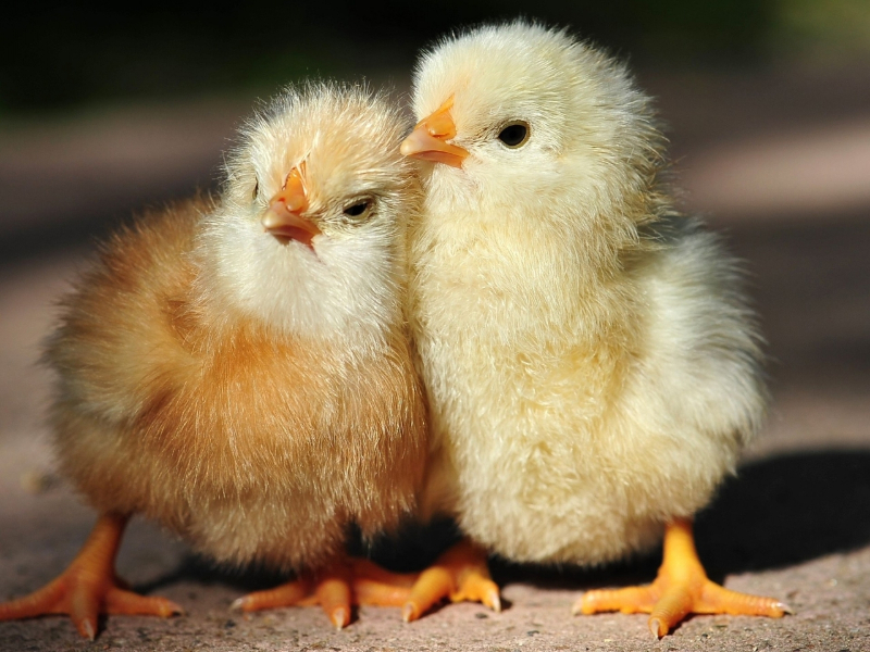 Baby Chickens