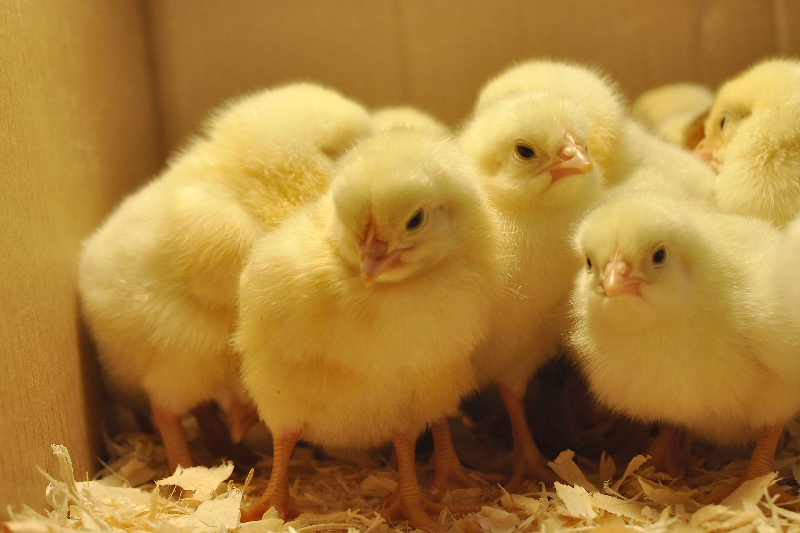 What are baby chickens called?