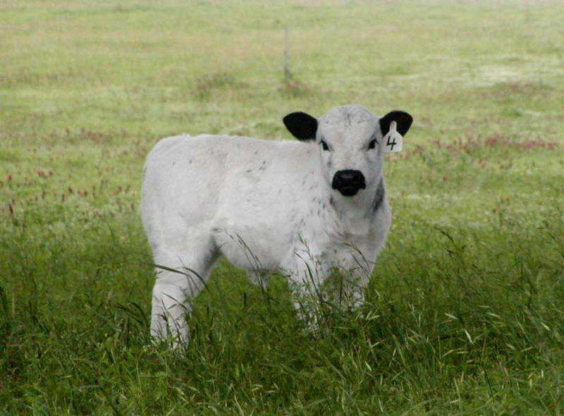 Milk Is A Healthy Food For Baby Cows Milk Is A Healthy Food For Baby Cows