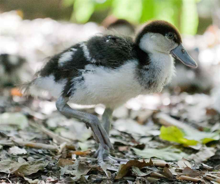 Baby Ducks
