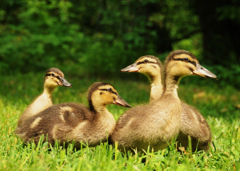 Baby Ducks Baby Ducks