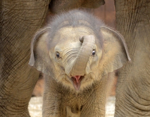 2011-06-13-11-32-13-6-this-cute-baby-ele