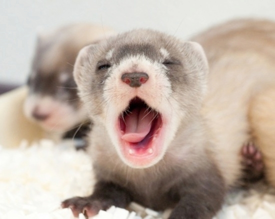 Baby Ferrets