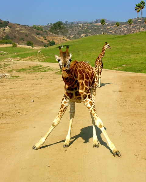 pippins giraffe