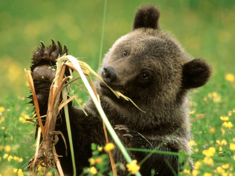 Grizzly Bears Grizzly Bears