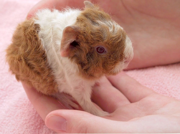 guinea pig pigs wikipedia peruvian pup precocial teddy newborn born cavia bottom animals birth wild guineapigs fur health eyes brown