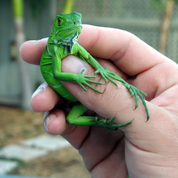 Hatchling Iguana Diet Feed