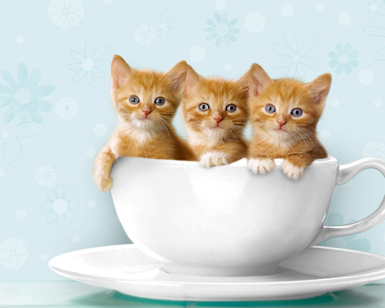 teacup-kittens2.jpg