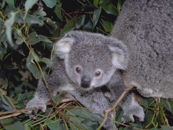 microwavable koala bear