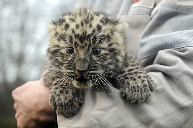 Baby Leopards