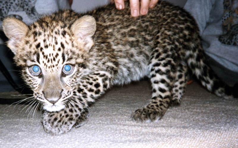 Baby Leopards