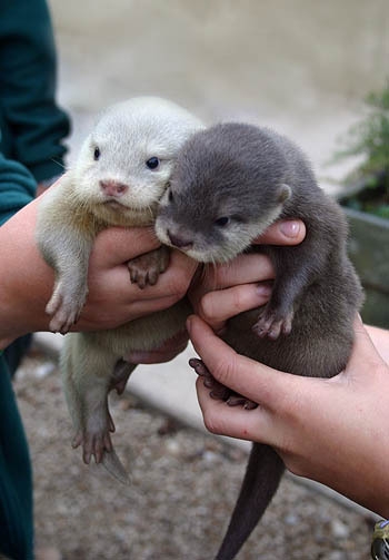 Baby Otters