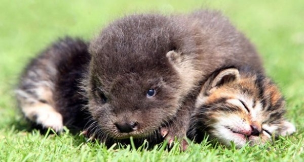 Image result for baby otters