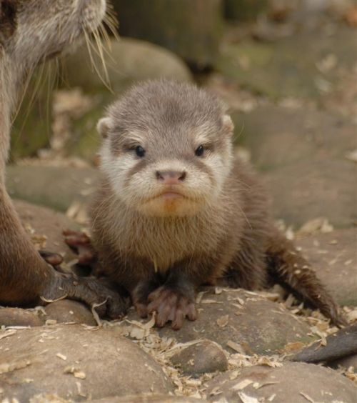 otter linkimal