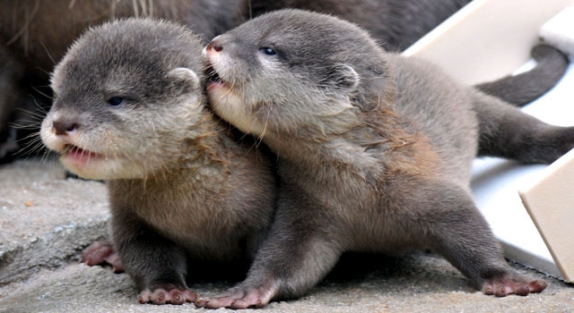 Baby Otters
