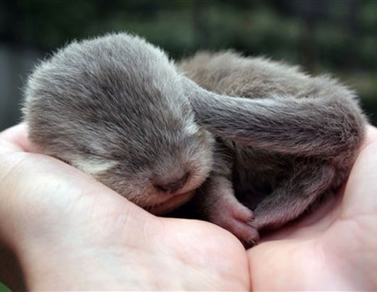 otter-babies.jpg