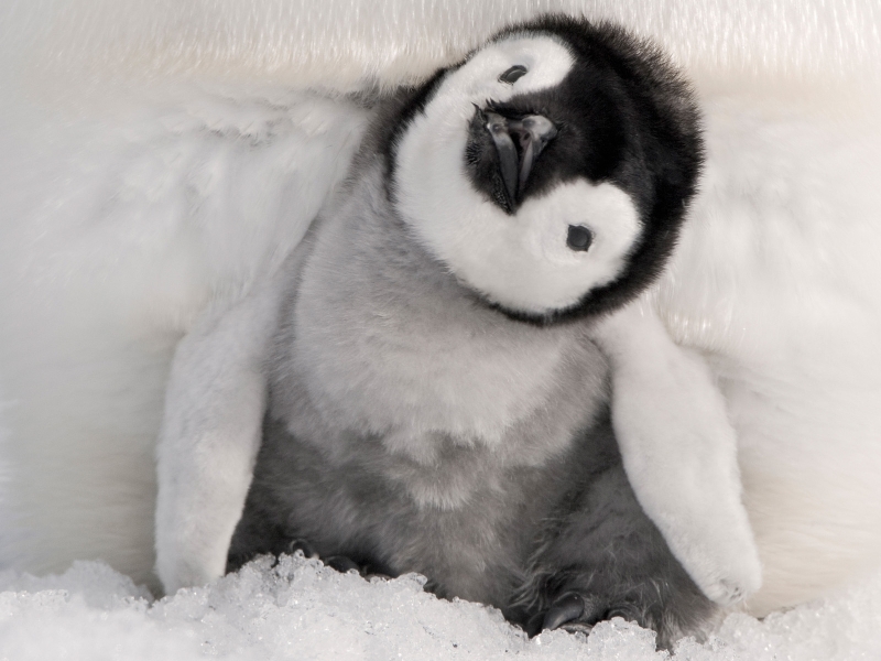 Image result for baby penguin