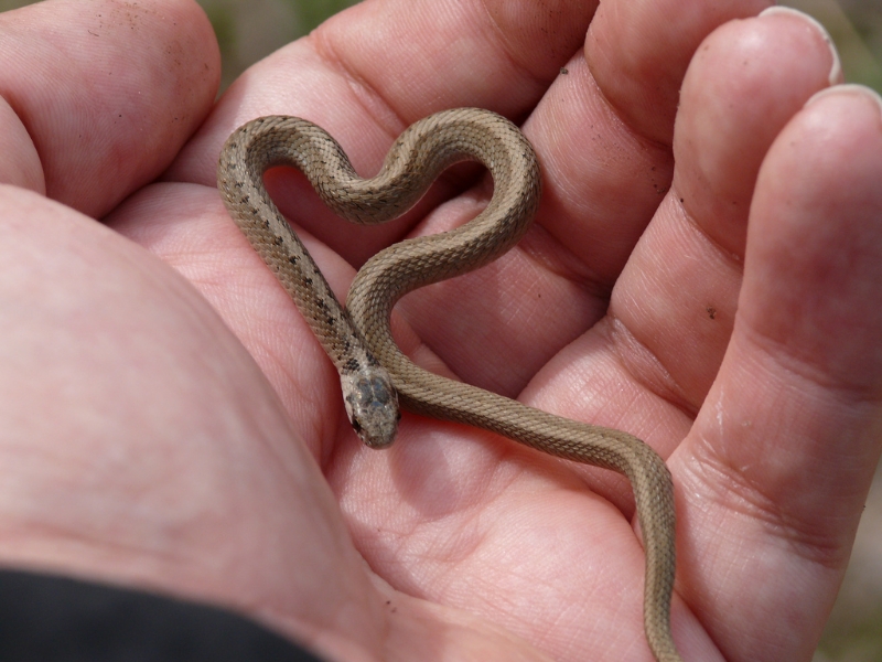 Baby Brown Snake Diet Food