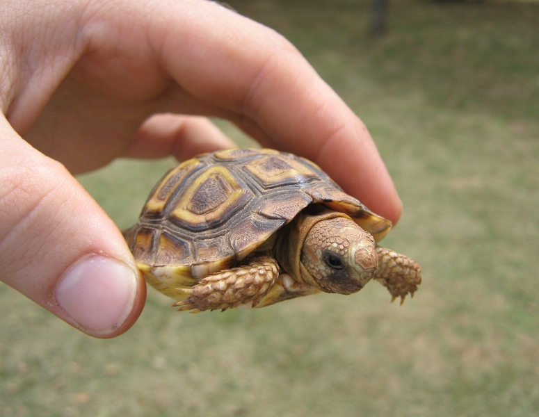 baby_angulate_tortoise_-_chersina_angula