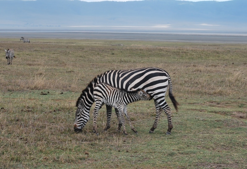 baby spotted zebra baby spotted zebra