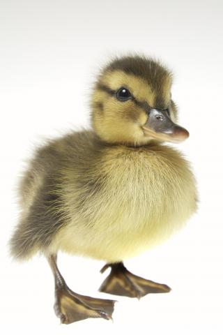 Image result for ducks