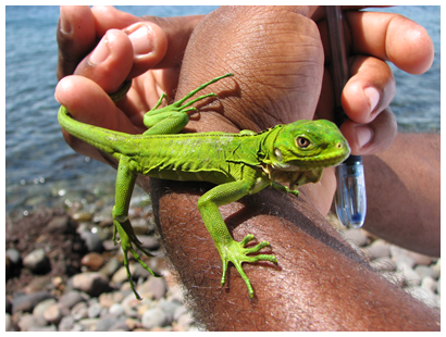 Best Food For Baby Iguanas Best Food For Baby Iguanas