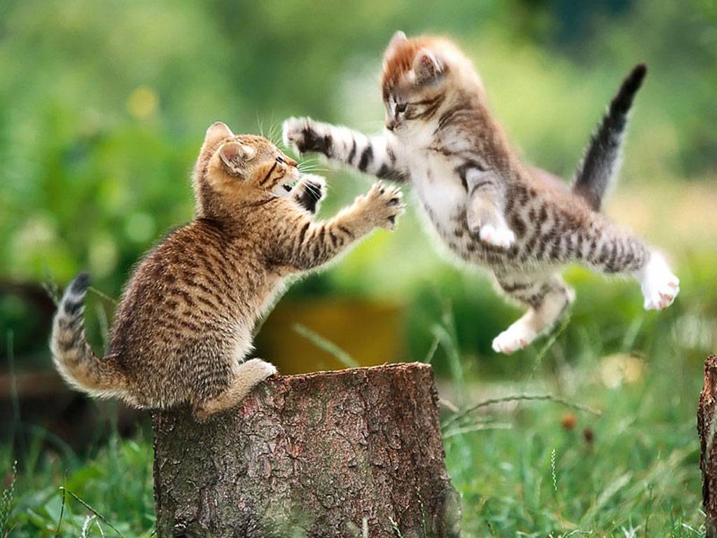 Kitten-pic-cute-kittens-16292210-1024-768.jpg?q=209890438