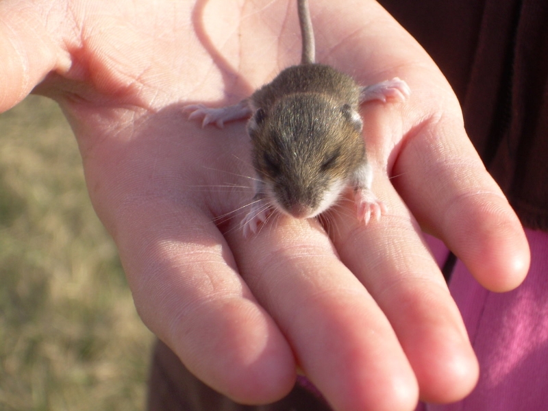 Baby Mouse Development Day By Day