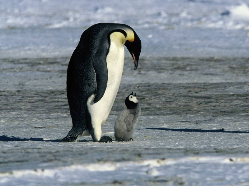 Penguins