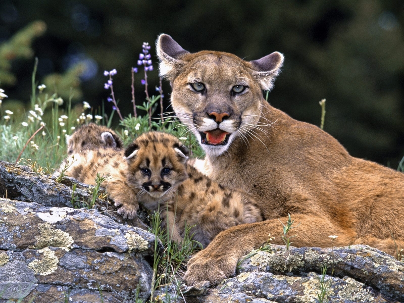 is a puma
