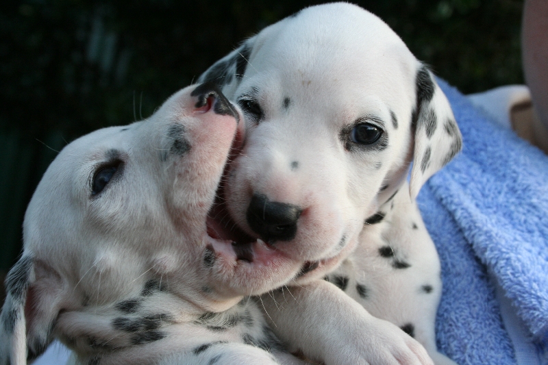 puppies