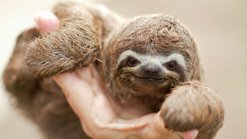 Sloth Baby - Baby Sloth Hanging from Tree Branch HD Wallpaper ... : Keepers were monitoring the baby along with her parents boysenberry and tayberry, closely from the moment she was born.