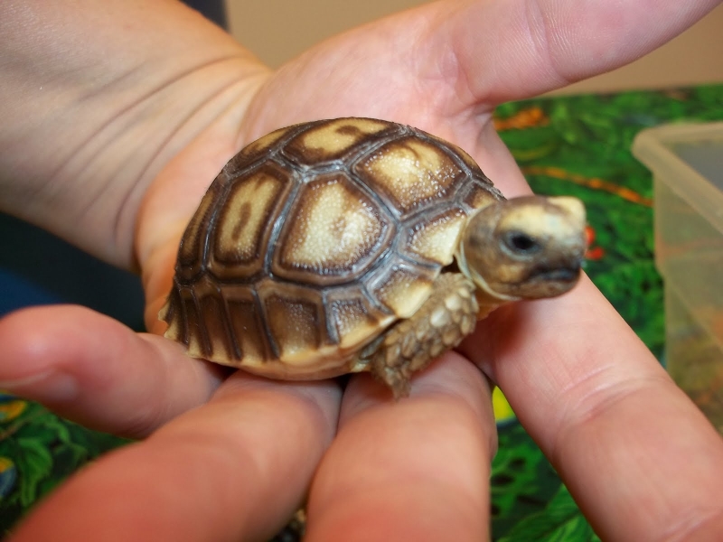 Baby Tortoise on Critter Babies