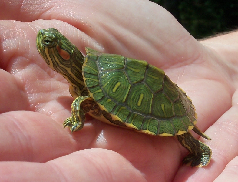 Baby Turtles