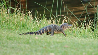 Baby alligator Kiawah Island Resort, South Carolina