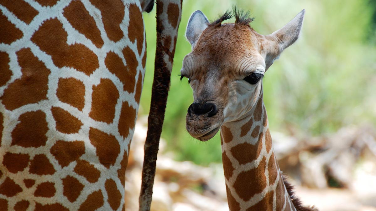 One day old baby giraffe