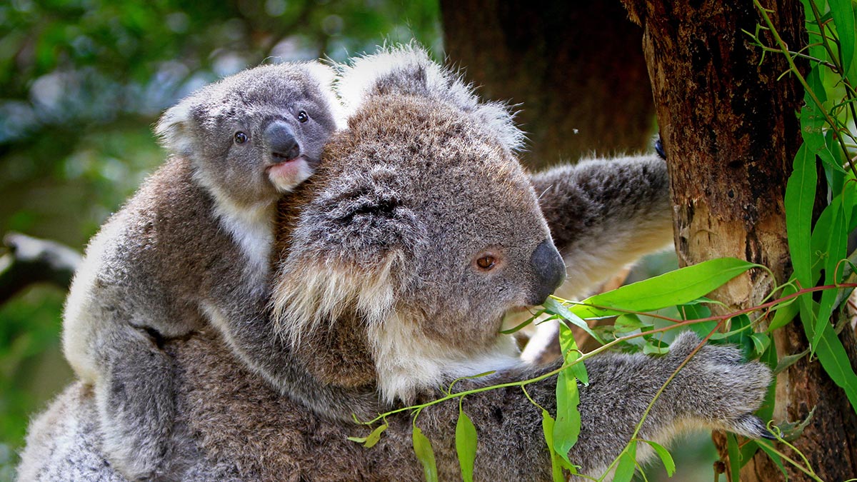 koala baby