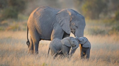 Elephant calfs with adult elephant