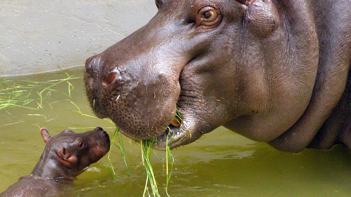 Image result for hippo baby