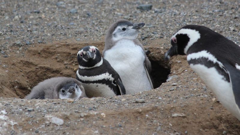 Penguins