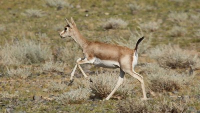 Persian gazelle in the Gobi Dessert, Mongolia