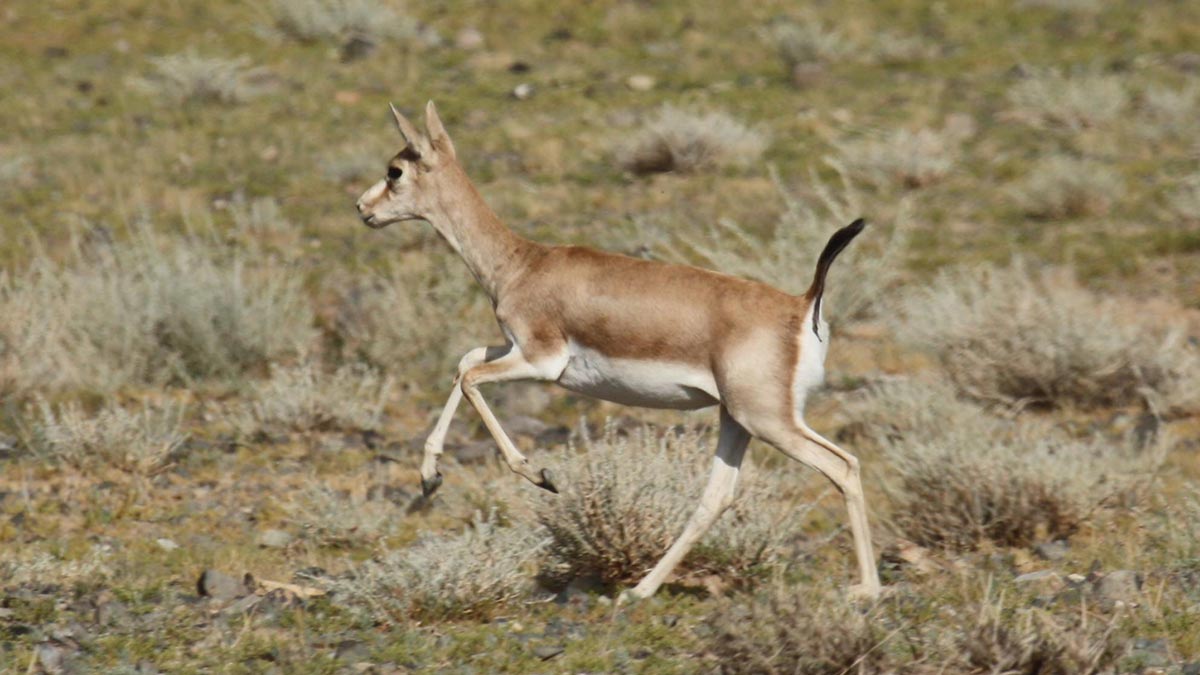 Persian gazelle in the Gobi Dessert, Mongolia