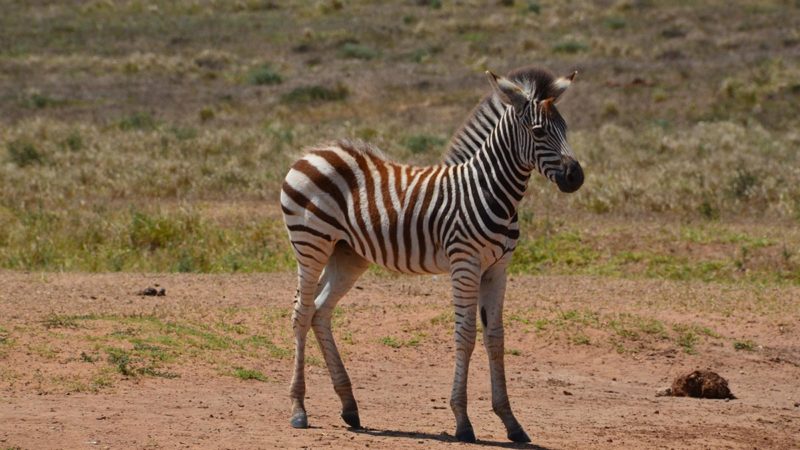 baby zebra