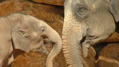 Baby asian elephant with mother