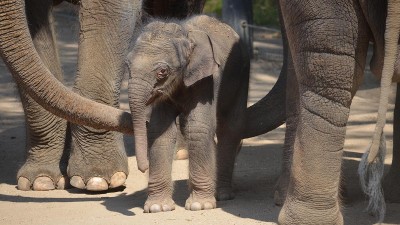 Baby asian elephant