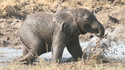 Baby elephant bathing in mud