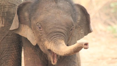 Close up of baby elephant in reserve