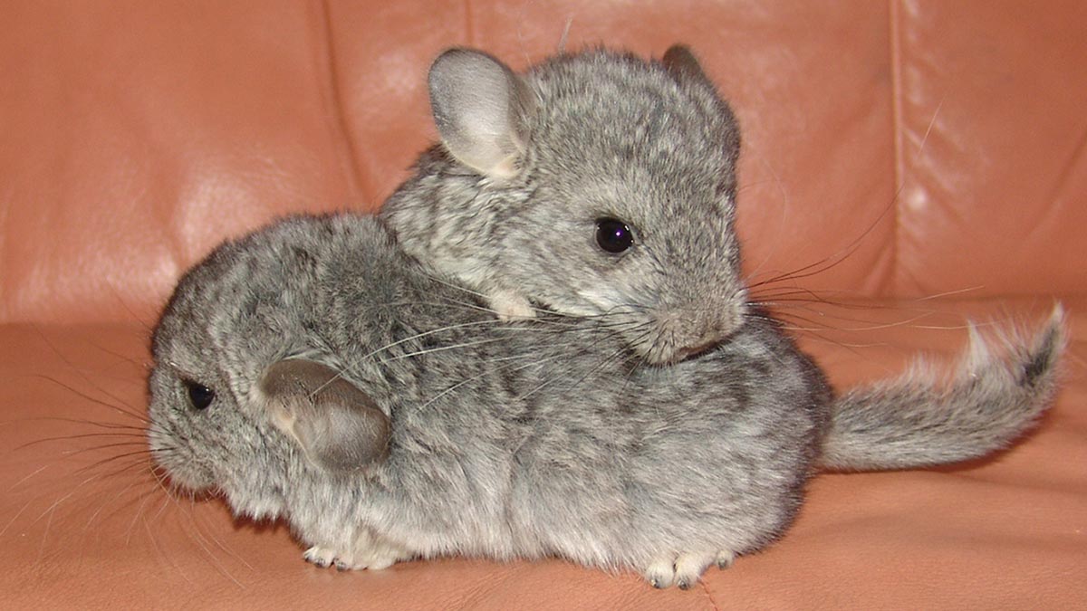 live chinchillas for sale